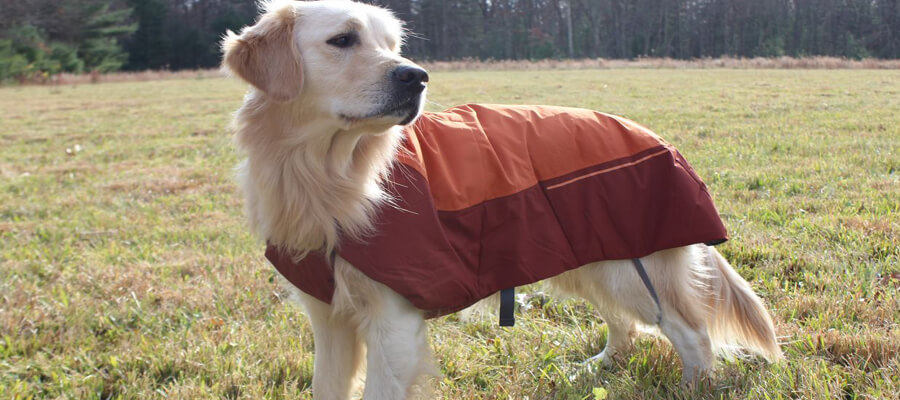 Best Winter Coats for Dogs to Keep Them Warm